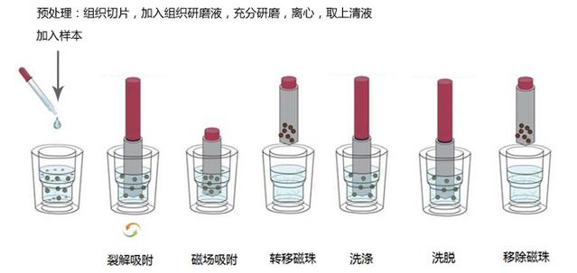 磁珠法组织RNA提取试剂盒|磁珠|上海金畔生物科技有限公司