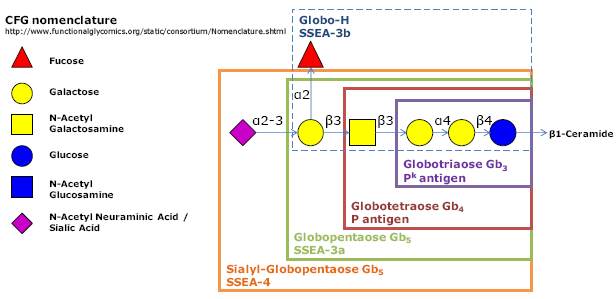 Gb4糖, Globotetraose, 75660-79-6