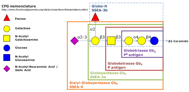 Gb5-N-Acetyl-Propargyl, Globopentaose-N-Acetyl-Propargyl