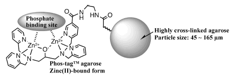 Phos-tag(TM) Agarose Phos-tag Agarose - 金畔生物,专业的Phos-tag产品供应商 4000218158