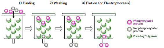 Phos-tag(TM)磷酸化亲和电泳原理 Phos-tag Agarose - 金畔生物,专业的Phos-tag产品供应商 4000218158