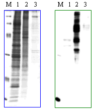 Phos-tag  Agarose - 金畔生物,专业的Phos-tag产品供应商 4000218158