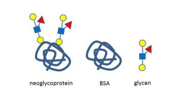 iGb四糖-BSA , Isoglobotetraose linked to BSA