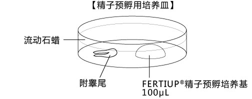 小鼠生殖工程学技术——4取出低温运输的小鼠附睾尾部