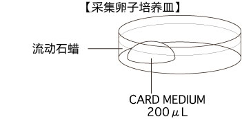 小鼠生殖工程学技术——9CARD以外的方法冻存的精子进行体外受精