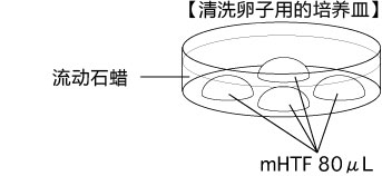 小鼠生殖工程学技术——9CARD以外的方法冻存的精子进行体外受精