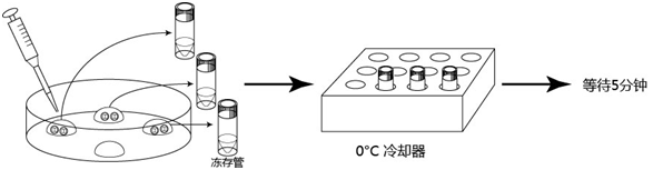 小鼠生殖工程学技术——7冻存小鼠胚胎