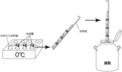 小鼠生殖工程学技术——7冻存小鼠胚胎