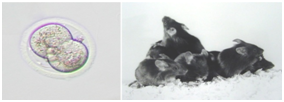 小鼠生殖工程学技术——8胚胎移植入输卵管