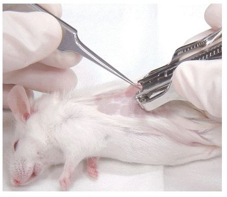 小鼠生殖工程学技术——8胚胎移植入输卵管
