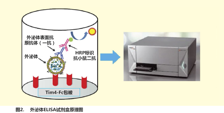 新型亲和性外泌体纯化法与外泌体高灵敏度检测应用