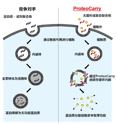 新型蛋白转染试剂：ProteoCarry