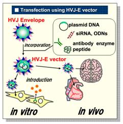 GenomONE™-Neo EX 仙台病毒包膜转染试剂                  GenomONE™-Neo EX HVJ-E  vials Transfection Reagents