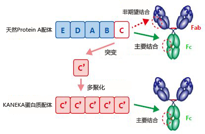 KANEKA KanCapA&trade; 新标准 抗体纯化树脂-