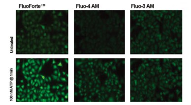 Enzo活细胞荧光染色——钙离子检测试剂盒 FluoForte®-试剂盒