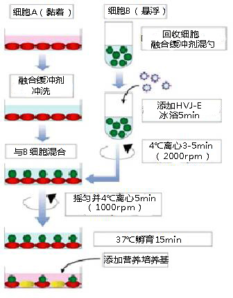 细胞融合试剂Cosmo细胞融合试剂E仙台病毒包膜细胞融合试剂-细胞培养用试剂