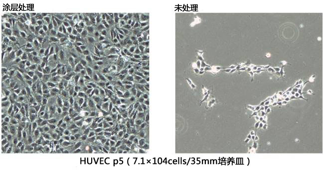 细胞培养细胞外基质—cellnest人Ⅰ型重组胶原蛋白肽-细胞培养