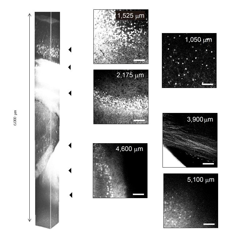 29179601  19418441SeeDB生物体样本深层成像组织透明化-透明组织化