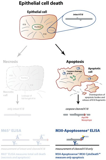 M30 Apoptosense® ELISA（细胞凋亡检测试剂盒）-细胞凋亡