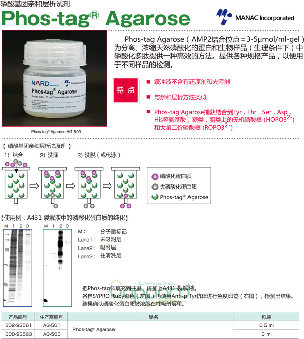 Phostag Agaros磷酸化蛋白 琼脂糖磷酸基团亲和层析试剂-磷酸化蛋白提取