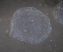 RCHEMD006ReproFF2 ES/iPS干细胞培养基-细胞培养
