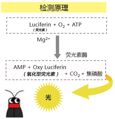 ATP荧光检测仪C-110                  Lumitester C-110
