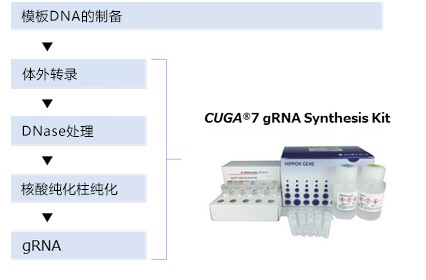 CUGA® 7 gRNA Synthesis Kit                   使用CRISPR/Cas9进行基因组编辑的gRNA合成试剂盒