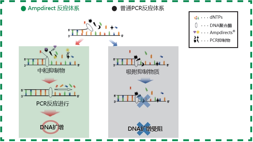 新型PCR 扩增缓冲液                  Ampdirect®Gene Amplification