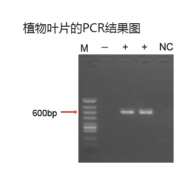 新型PCR 扩增缓冲液                  Ampdirect®Gene Amplification