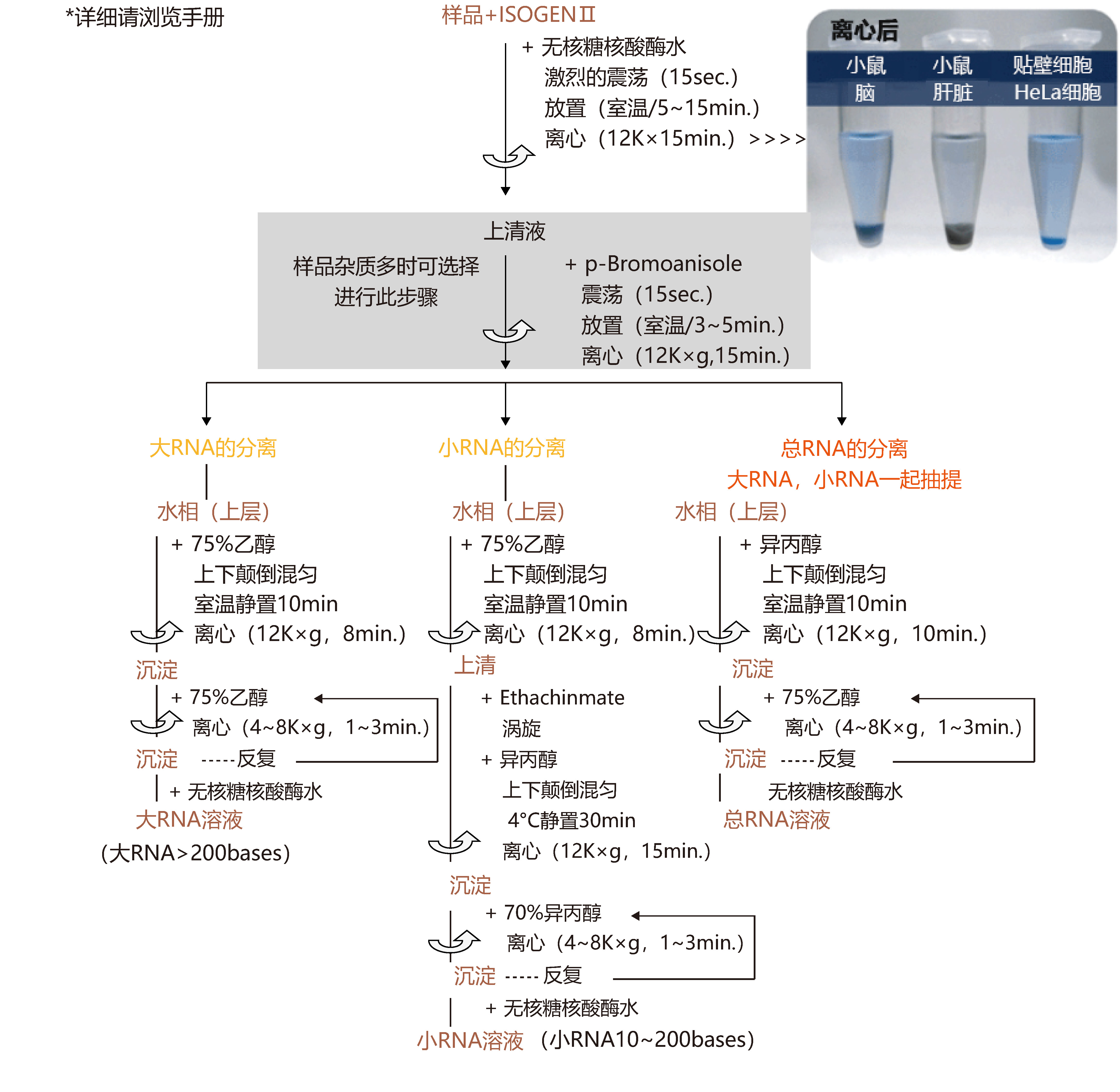 ISOGEN II RNA抽提试剂                  ISOGEN II