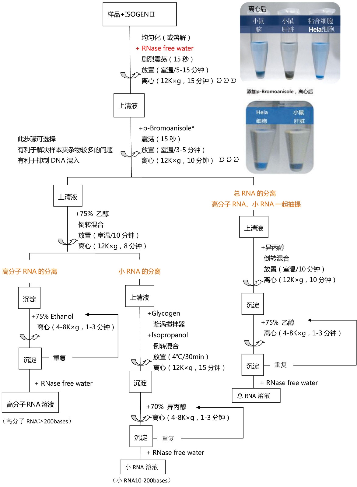 ISOGEN II                  总RNA及小RNA提取试剂