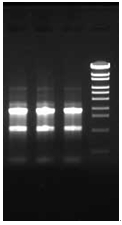ISOSPIN Cell & Tissue RNA                  从动物细胞和组织提取RNA试剂盒