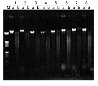 ISOPLANT II                  DNA快速提取试剂(植物/酵母/細菌)