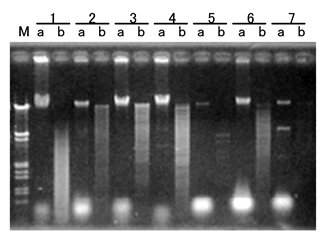 ISOPLANT II                  DNA快速提取试剂(植物/酵母/細菌)