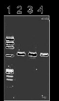 ISOTISSUE                  从动物组织提取DNA试剂盒