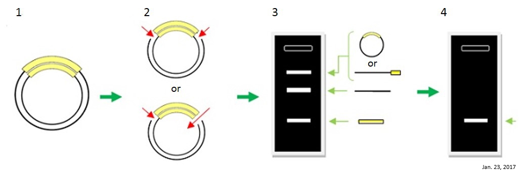 长单链DNA（ssDNA）制备试剂盒                  Long ssDNA Preparation Kit (LsODN Preparation Kit)
