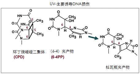 抗环丁基嘧啶二聚体（CPDs）[克隆：TDM2]                  Anti CPDs