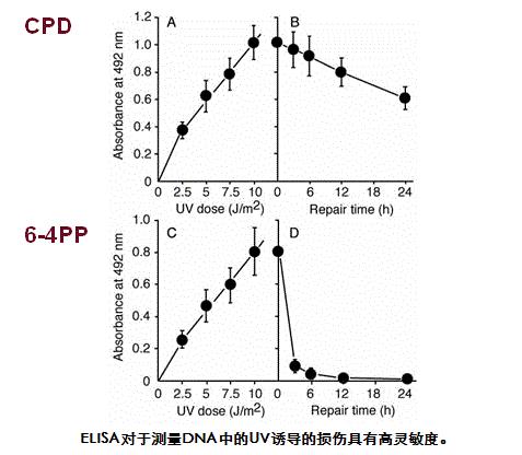 抗环丁基嘧啶二聚体（CPDs）[克隆：TDM2]                  Anti CPDs