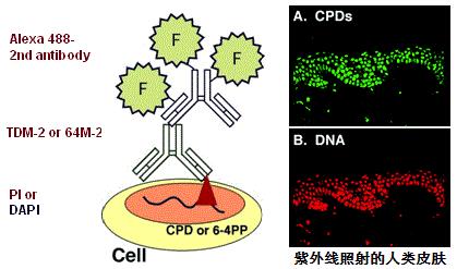 抗环丁基嘧啶二聚体（CPDs）[克隆：TDM2]                  Anti CPDs