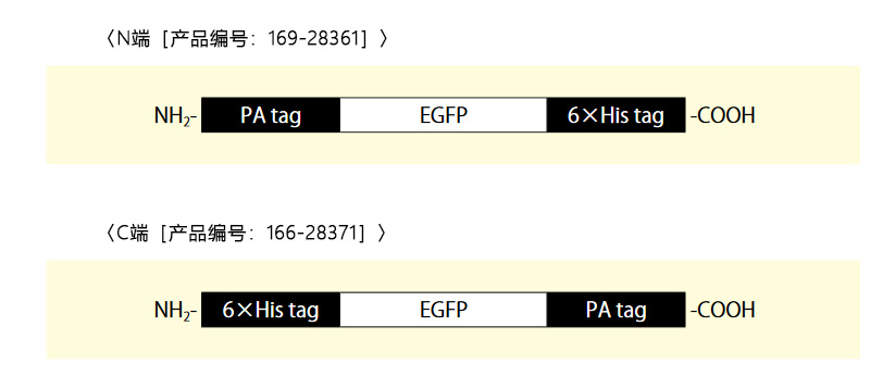 PA tag-EGFP-6×His tag，重组，溶液                  PA tag相关产品