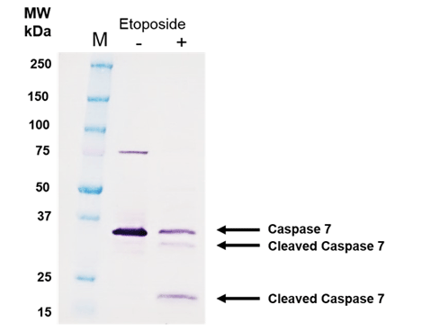 免疫印迹显色试剂盒（抗小鼠）                  Chromogenic Western Blot Kit (Anti-Mouse)