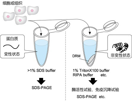 UltraRIPA 脂筏提取缓冲液套装                  UltraRIPA kit for Lipid Raft