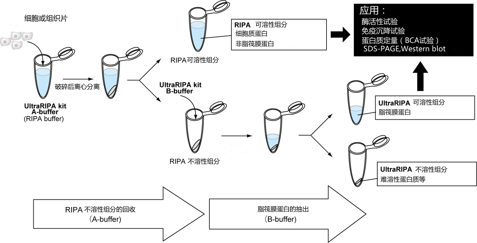 UltraRIPA 脂筏提取缓冲液套装                  UltraRIPA kit for Lipid Raft