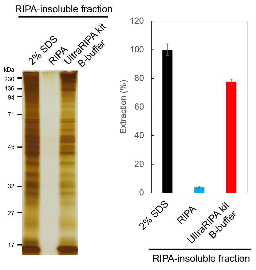 UltraRIPA 脂筏提取缓冲液套装                  UltraRIPA kit for Lipid Raft