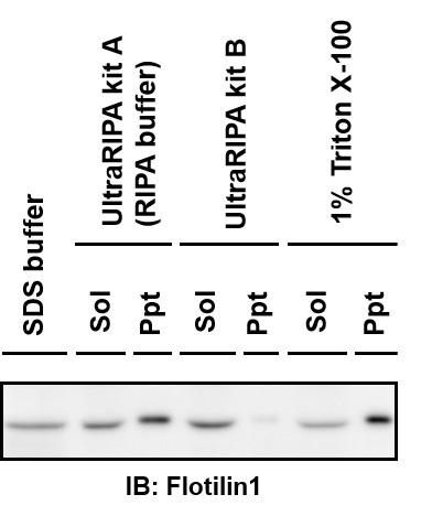 UltraRIPA 脂筏提取缓冲液套装                  UltraRIPA kit for Lipid Raft