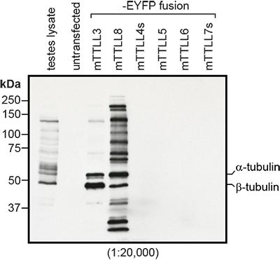 抗微管蛋白（甘氨酰化），多克隆抗体（Gly-pep1）                  anti-Tubulin (glycylated), pAb (Gly-pep1)