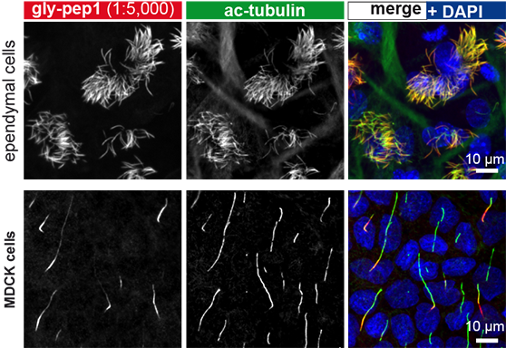 抗微管蛋白（甘氨酰化），多克隆抗体（Gly-pep1）                  anti-Tubulin (glycylated), pAb (Gly-pep1)