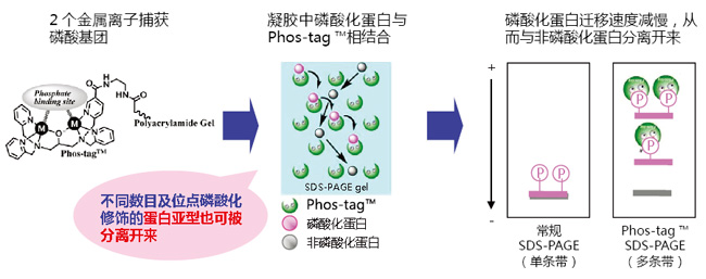 Phos-tag™ 丙烯酰胺                  Phos-tag™ Acrylamide