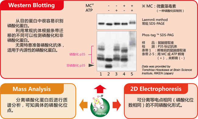 Phos-tag™ 丙烯酰胺                  Phos-tag™ Acrylamide
