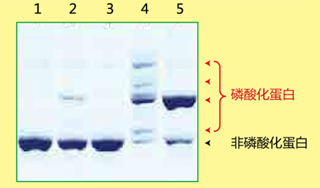 Phos-tag™ 丙烯酰胺                  Phos-tag™ Acrylamide